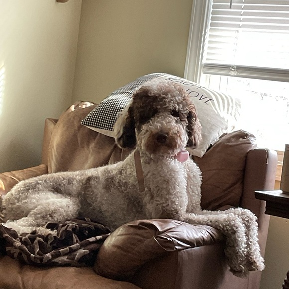 Meet your Posher….. - Picture 5 of 14